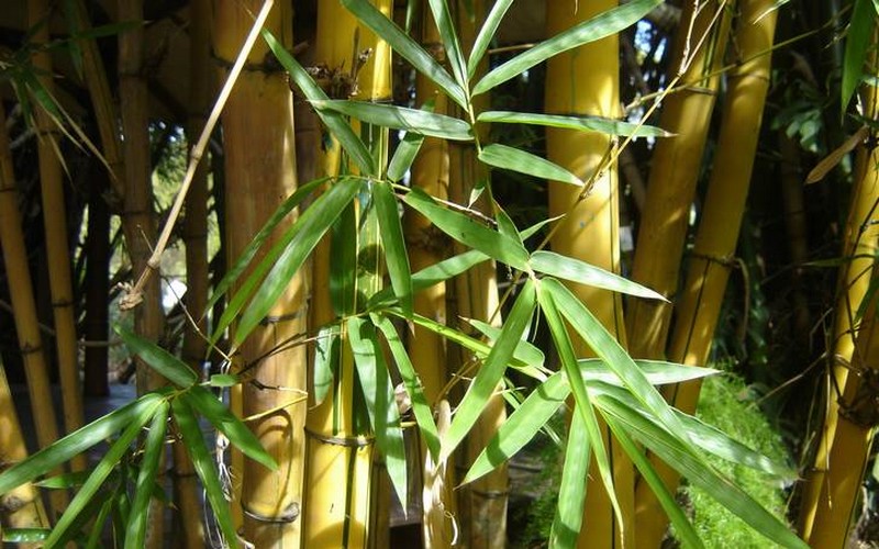 Lutte contre la surexploitation de Bambou au Sénégal : Vers la création de dépôts légaux à Kolda