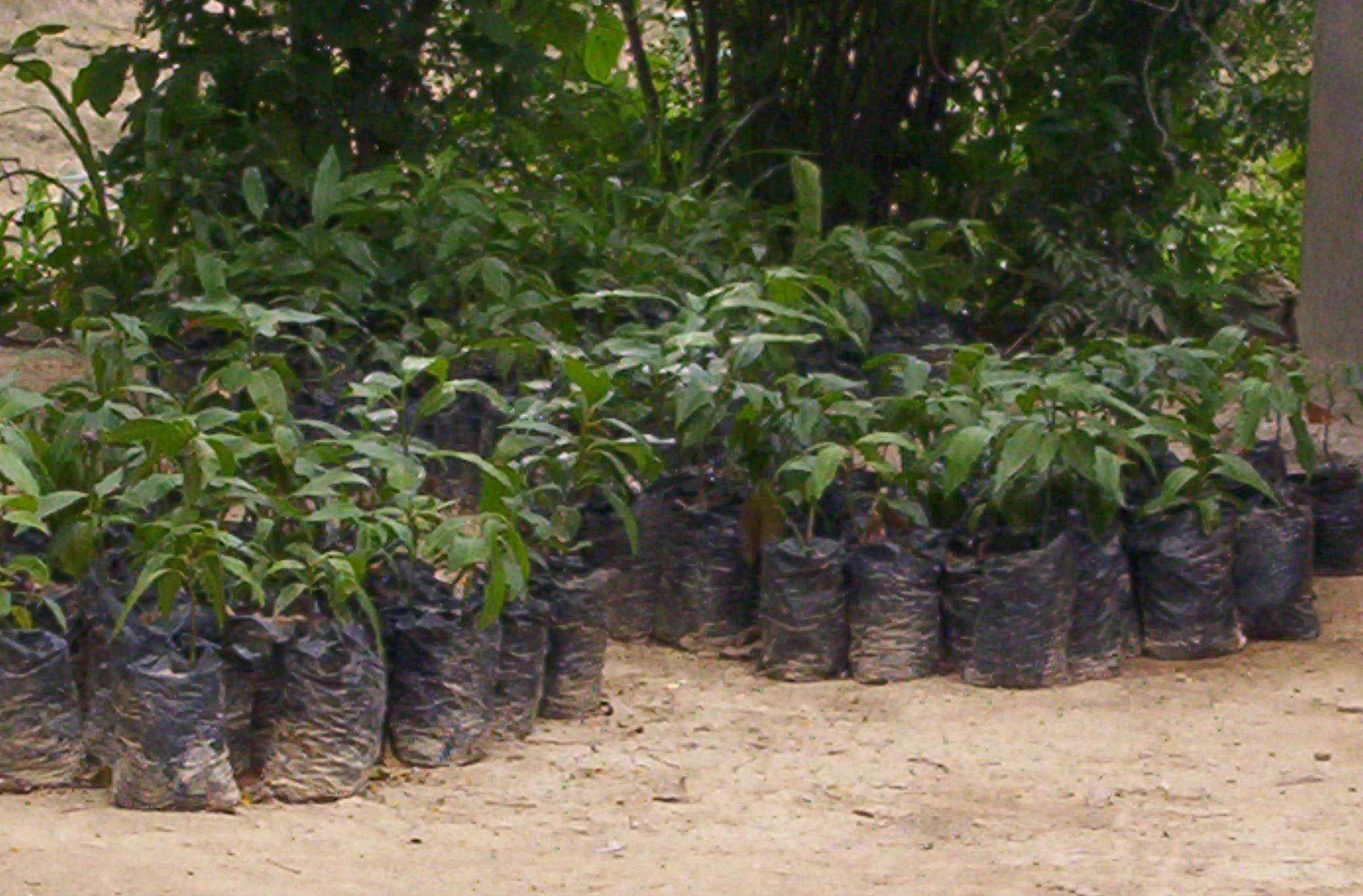 Sénégal : les ASP lancent la journée de reboisement à Kafrine