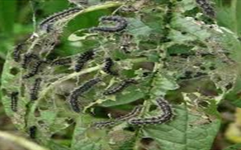 Sénégal : Des chenilles envahissent et dévorent les champs à Dagana