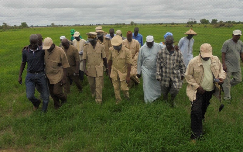 Sénégal : Les producteurs de la vallée de l’Anambé réclament du matériel agricole