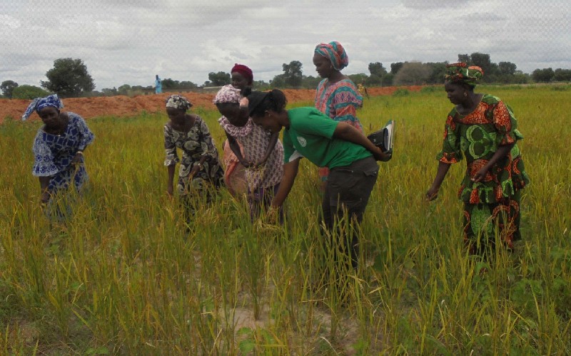 SENEGAL : Sampathé, à l’ère de la double culture de riz grâce au PAPIL et le PPDC
