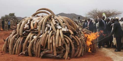 Interdiction formelle du commerce de l’ivoire en Chine !