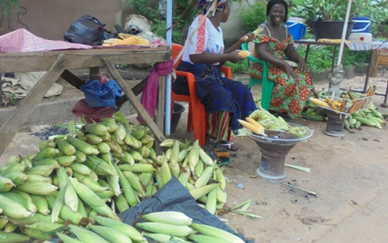 Sénégal : Les premières récoltes font leur apparition dans la région de Kolda