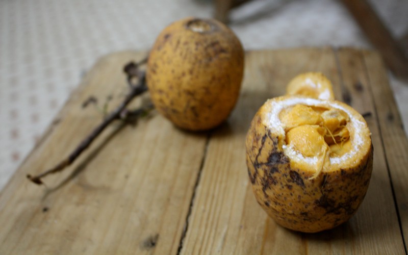 Sénégal : Vers la domestication des fruitiers forestiers