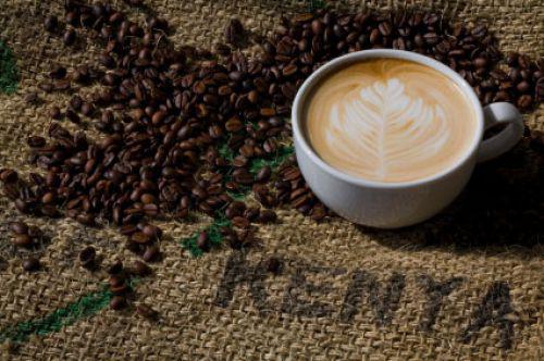 Kenya : Une hausse de 22% de la récolte de café prévue