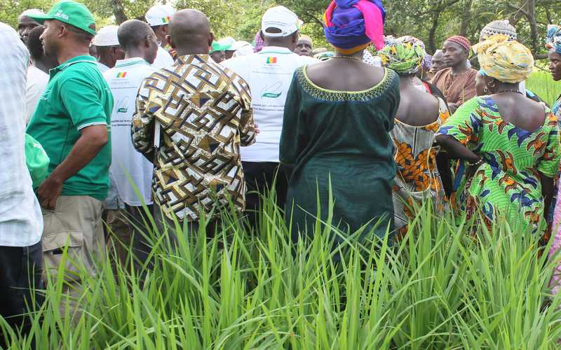 SENEGAL : Le FIDA et le PADAER, en route pour une agriculture porteuse d’un développement durable