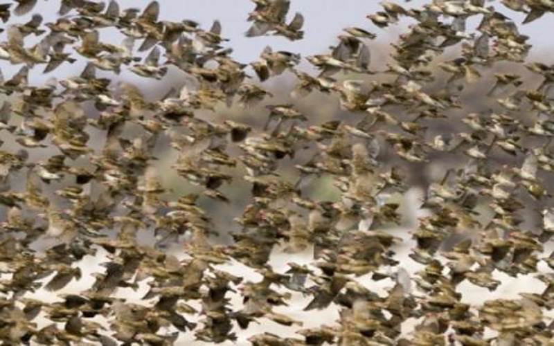 SENEGAL :Les oiseaux granivores font leur apparition à Dagana