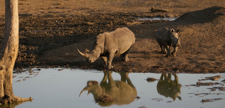 Afrique du Sud: Moins de 55 rhinocéros tués en 2015 par rapport en 2014