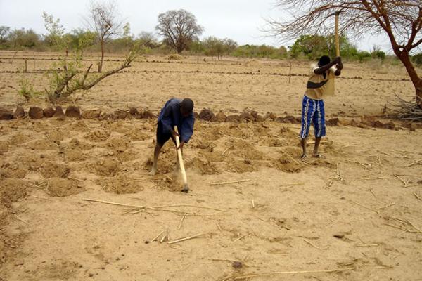 Sénégal : Les érosions hydrique et éolienne, la salinisation et l’acidification dégradent les sols