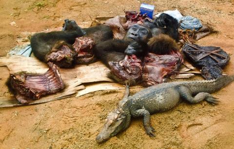 Cameroun: 67 gibiers saisis chez des commerçants