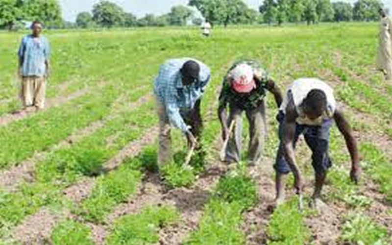 L’agriculture Bio, une alternative face aux changements climatiques selon Enda Tiers-monde