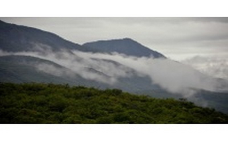 La déforestation et les changements climatiques menacent la culture du café en Ethiopie