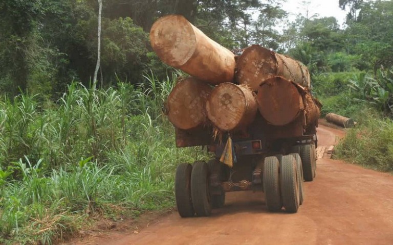 La Chine ennemie des forêts africaines