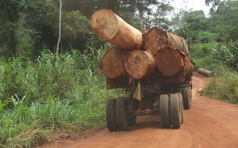 La Chine ennemie des forêts africaines