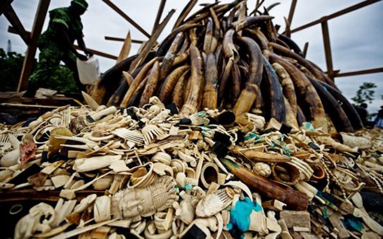 Cameroun : 2 000 défenses d’éléphants et 1 753 objets d’art à base d’ivoire incinérés