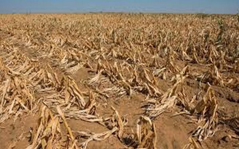La Zambie sera-t-elle en mesure de fournir de la farine de maïs à la RDC ?