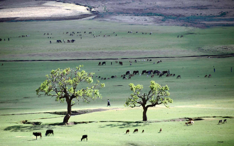 Sénégal : Dakar accueille la 1ère conférence sur la Grande Muraille Verte en mai