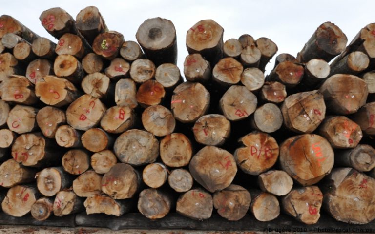 Angola : 230 000 tonnes de grumes visées d’ici 2017