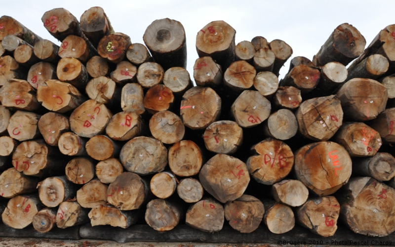 Angola : 230 000 tonnes de grumes visées d’ici 2017