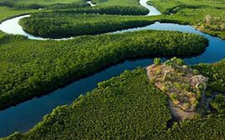 Le Sénégal perd des milliers d’hectares chaque année