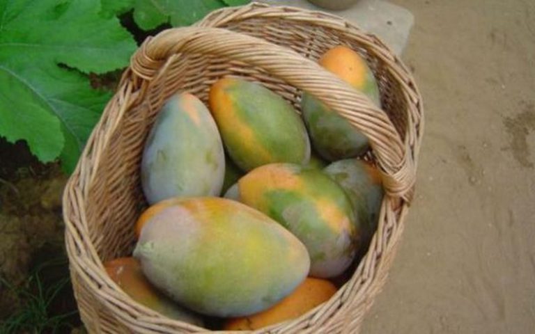 L’ASEPEX note une hausse dans les exportations de la mangue en 2015