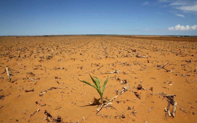 L’Afrique australe entre sécheresse et pénurie de nourriture