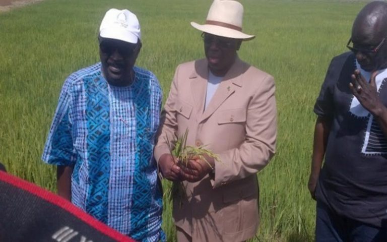 Le centre de formation dédié au riz inauguré le 7 mai à Saint-Louis