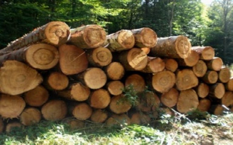 Kolda a anéantit la coupe abusive du bois