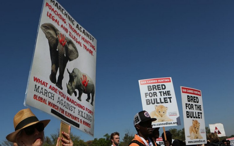 La CITES interdit la Namibie et le Zimbabwe d’écouler leur stock d’ivoire