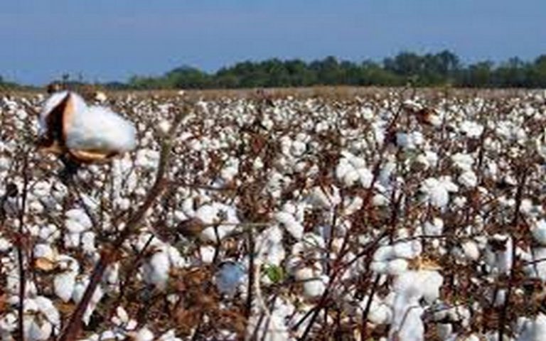 Vers l’exploitation de 80% des terres favorables à la culture du coton d’ici à 2030 en Ethiopie