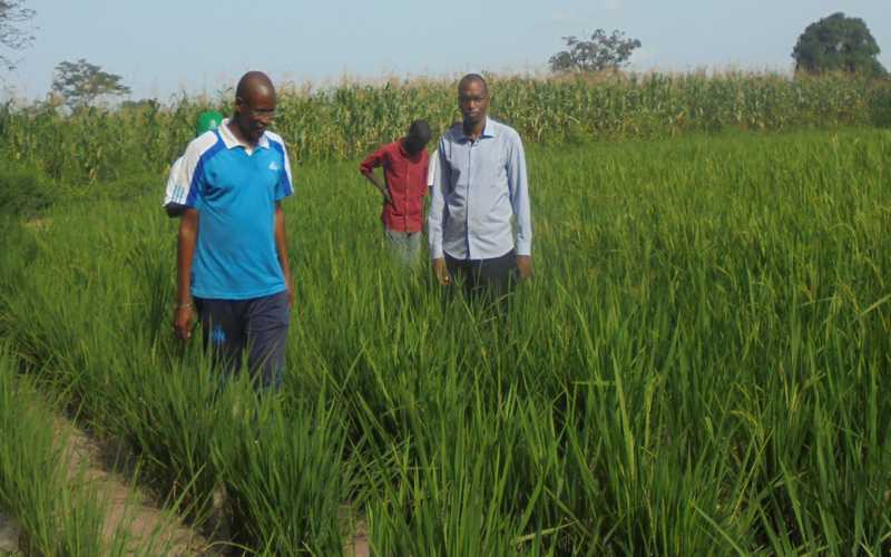 SENEGAL- La leçon du Pr Moussa Baldé, DG de la SODAGRI: « Le riz est possible partout en Casamance… »