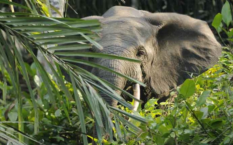 Situation de l’éléphant d’Afrique : WWF sur la même longueur d’onde que la CITES