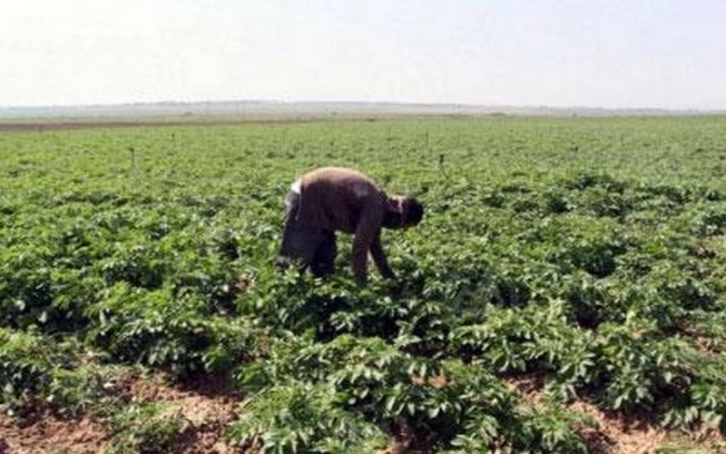 Le Sénégal vise la reconversion de producteurs en de vrais entrepreneurs du secteur agricole