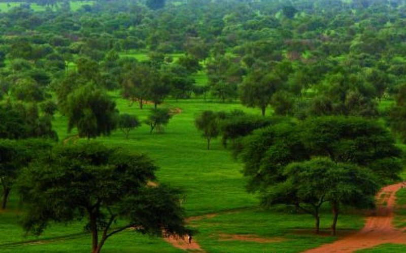 Le Nigéria chargé d’assurer la gestion des fonds alloués au projet de la Grande Muraille verte