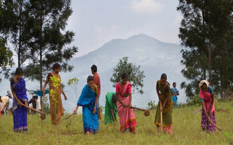 Le fonds Livelihoods au chevet de l’agroforesterie au Kenya