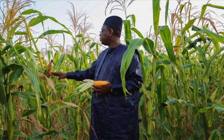 Les projections 2016 de la contribution de l’agriculture dans le PIB sénégalais sont de 15,7%