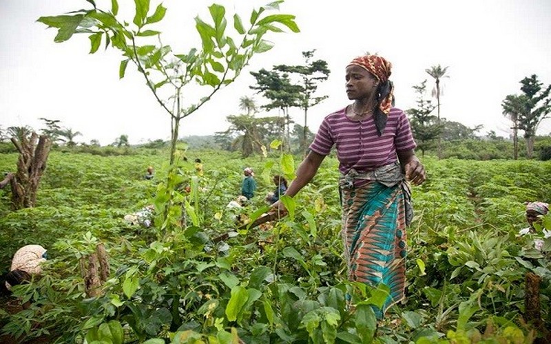 L’agriculture pour relancer la croissance en Afrique