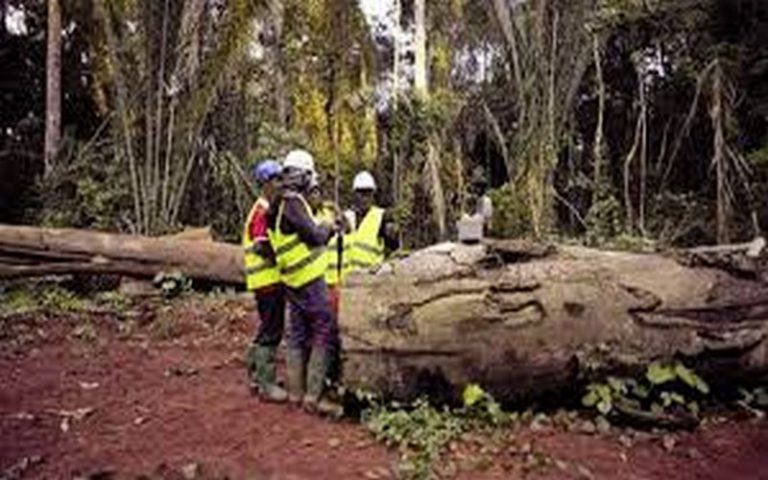 RFUK primé par l’ONU pour ses efforts contre le changement climatique
