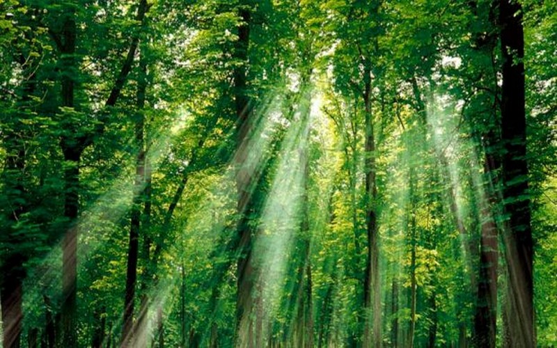 Les pays africains visent à restaurer 100 millions d’hectares de forêts d’ici à 2030