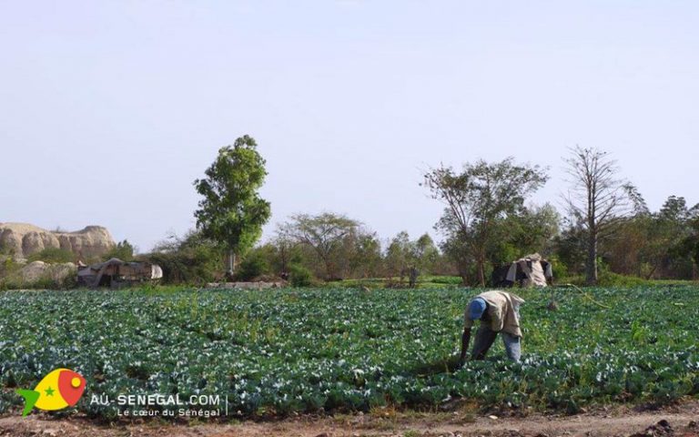 Des multinationales rêves de dominer l’agriculture africaine