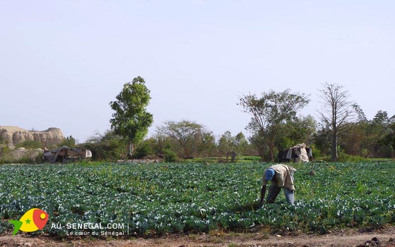 Des multinationales rêves de dominer l’agriculture africaine