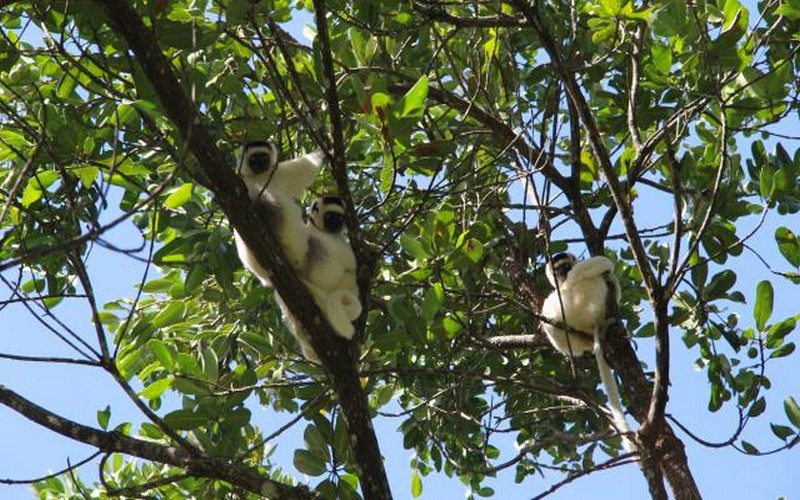La déforestation secoue les lémuriens de l’île de Madagascar