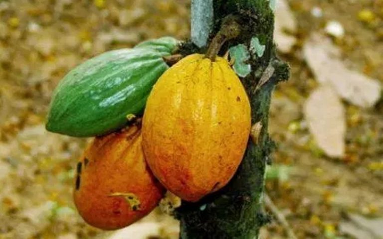 Ghana : Joseph Aidoo nommé directeur général du Cocoa Marketing Board