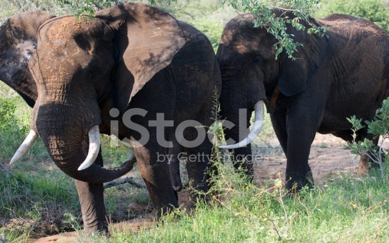 Le Congo vole au secours d’un couple d’éléphants