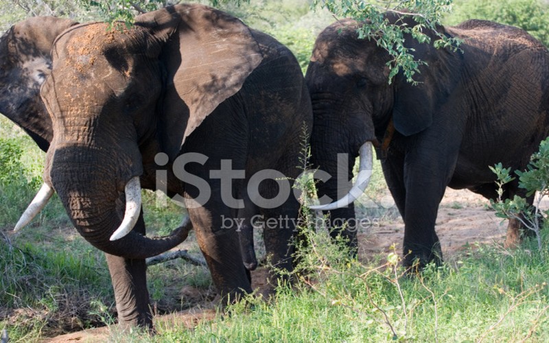 Le Congo vole au secours d’un couple d’éléphants