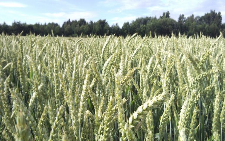 Selon une étude, l’extension des villes portera préjudice à la sécurité alimentaire d’ici à 2030