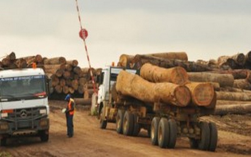 La PME hollandaise Fibois, sanctionnée pour abattage illégal de bois au Cameroun, contre-attaque