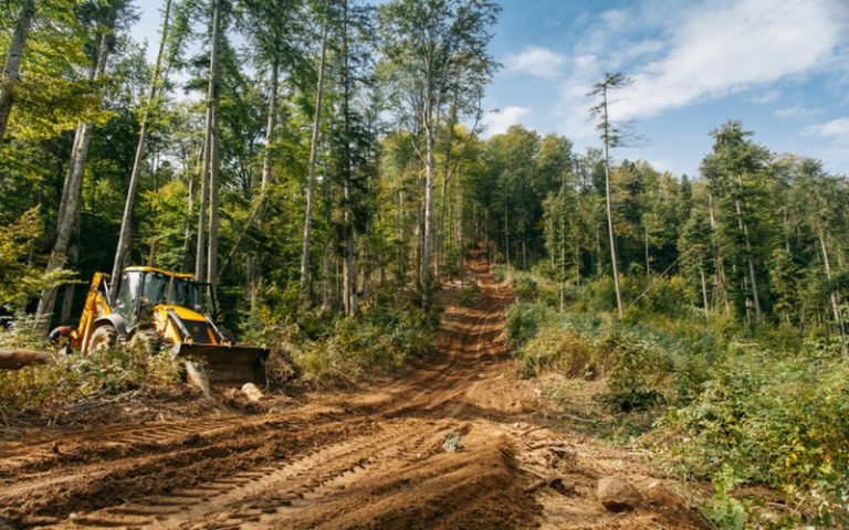 Une véritable razzia sur le bois menace les forêts, selon Spécial Cash Investigation