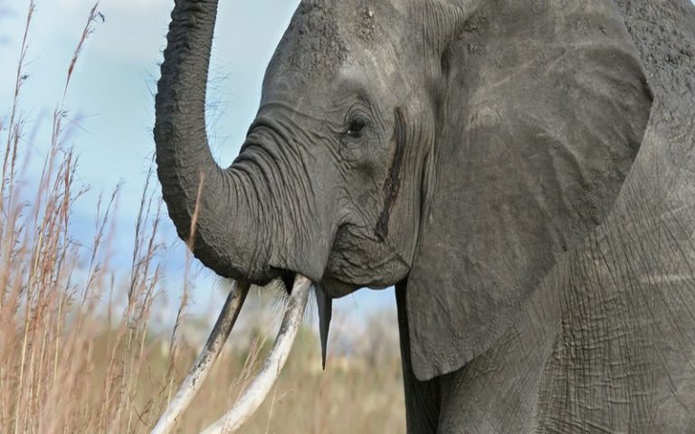Ce que fait Interpol face au braconnage d’éléphants