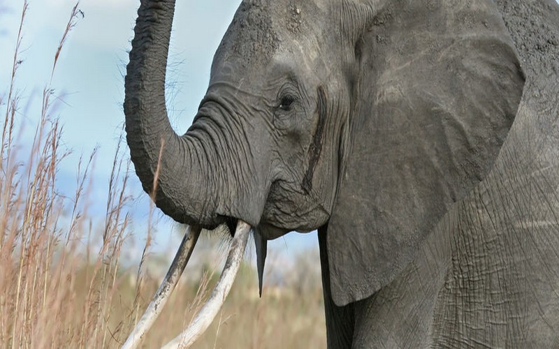 Ce que fait Interpol face au braconnage d’éléphants